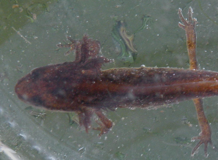 Larva di tritone da Corte Valle Re - Lissotriton vulgaris